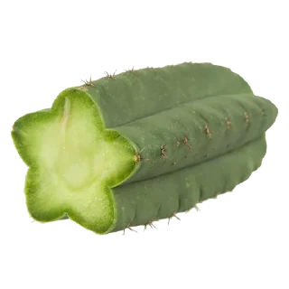 🌵 emoji Стики 3150 из @Anonymnyi_chat_bot Telegram sticker 12 of 70