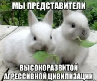 🐰 emoji марточка старалась Telegram sticker 9 of 74