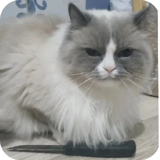 🐱 emoji Милтон Telegram sticker 10 of 30