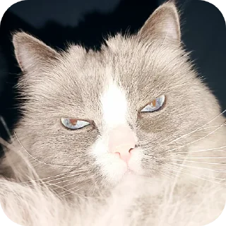 🐱 emoji Милтон Telegram sticker 11 of 30