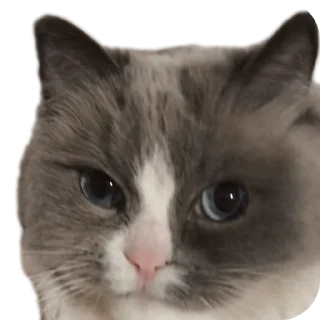 🐱 emoji Милтон Telegram sticker 9 of 30