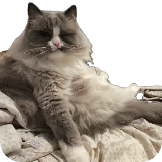 🐱 emoji Милтон Telegram sticker 17 of 30
