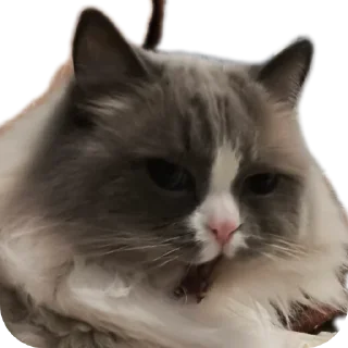 🐱 emoji Милтон Telegram sticker 18 of 30