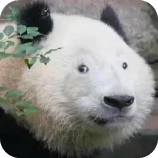 🐻 emoji Милтон Telegram sticker 21 of 30