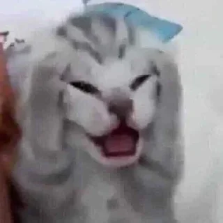 😰 emoji Жабикпак Telegram sticker 19 of 120