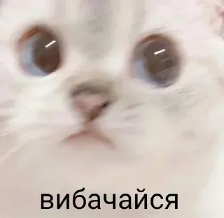 😤 emoji Жабикпак Telegram sticker 12 of 120