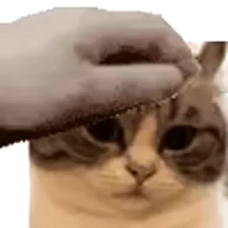 🤩 emoji Камару ➡️ @Ctikerubot Telegram sticker 10 of 21