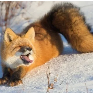 😄 emoji Финик Сахароза. Telegram sticker 22 of 23
