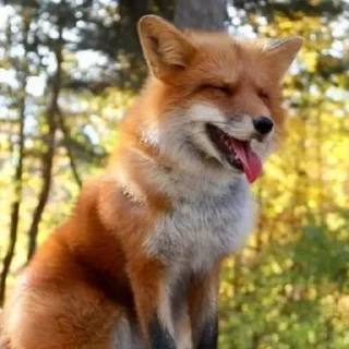 😊 emoji Финик Сахароза. Telegram sticker 16 of 23