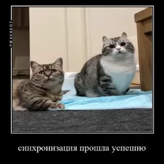 😺 emoji Больше стиков тут: @stikery4 Telegram sticker 21 of 50