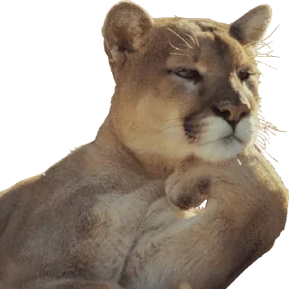 😛 emoji Больше стиков тут: @stikery4 Telegram sticker 23 of 109