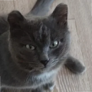 😡 emoji кот как смысл жизни Telegram sticker 21 of 32