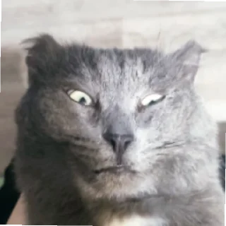 🤔 emoji кот как смысл жизни Telegram sticker 17 of 32