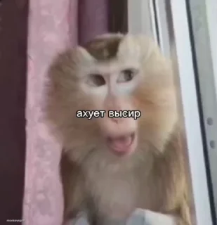 🥰 emoji @svetovoy_official & by @offstikbot Telegram sticker 1 of 22