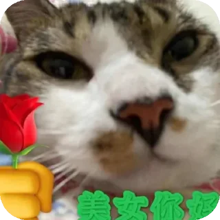 🌹 emoji 么马死 Telegram sticker 13 of 72