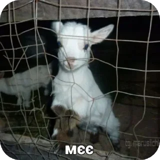 🐐 emoji дідько все вкрав Telegram sticker 8 of 88
