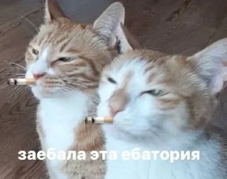 Sticker from стики от владочки