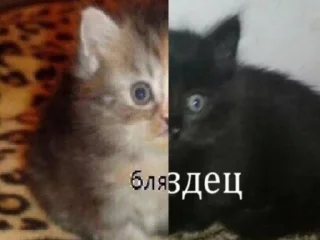 Sticker from Пак для долбаебов