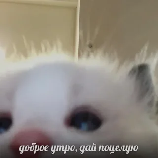 ❤️ emoji чисто для себя Telegram sticker 16 of 87