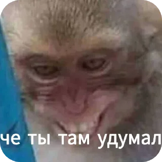 🙈 emoji Ты Не Шкибиди! @gif_makaka Telegram sticker 1 of 43