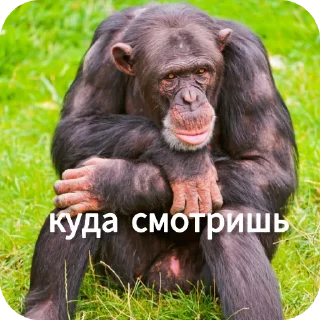 🐶 emoji Ты Не Шкибиди! @gif_makaka Telegram sticker 24 of 43