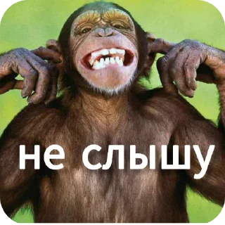 🖼 emoji Ты Не Шкибиди! @gif_makaka Telegram sticker 22 of 43