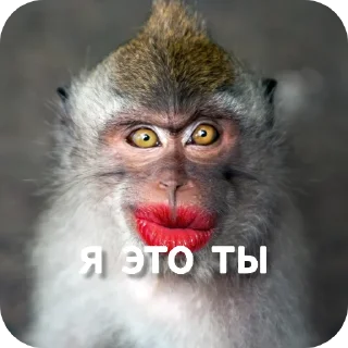 👄 emoji Ты Не Шкибиди! @gif_makaka Telegram sticker 18 of 43