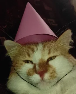 😶 emoji Коти-бобри Telegram sticker 1 of 89