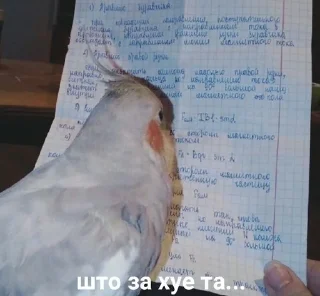 Sticker from Папуги