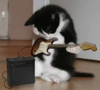🎸 emoji memes with animals Telegram sticker 24 of 75