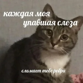 😇 emoji memes with animals Telegram sticker 17 of 75