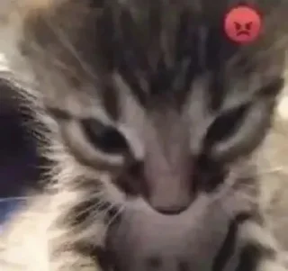 👿 emoji Котики и не только Telegram sticker 17 of 39