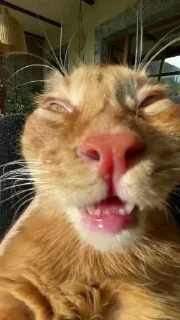 😄 emoji Котики и не только Telegram sticker 20 of 39