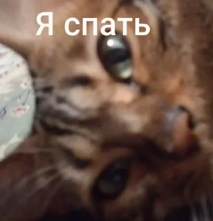 Sticker from Самий (ни) ожидаемый стикер