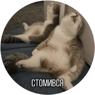🤕 emoji Котик Telegram sticker 12 of 30
