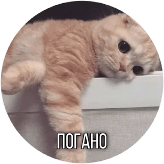 😟 emoji Котик Telegram sticker 7 of 30