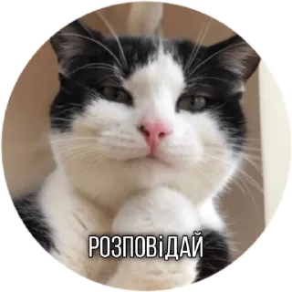 🗣️ emoji Котик Telegram sticker 9 of 30