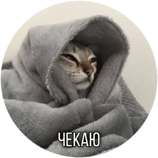 ⏳ emoji Котик Telegram sticker 18 of 30
