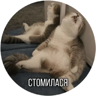 🤕 emoji Котик Telegram sticker 13 of 30