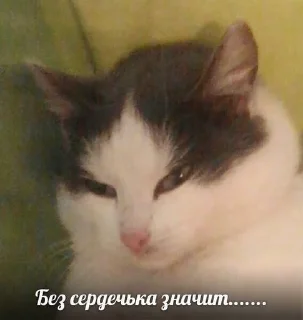 Sticker from котики @aewayyy