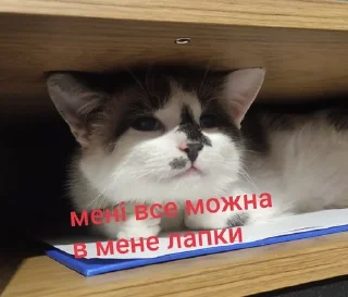 Sticker from Міньйон моє сонешко