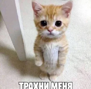 🥰 emoji я гей Telegram sticker 5 of 19