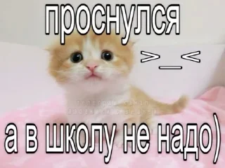 🌟 emoji Котики Telegram sticker 13 of 57