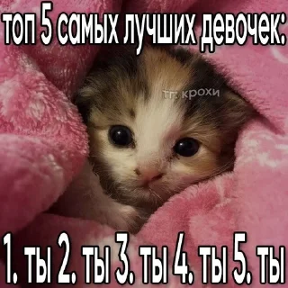 🌟 emoji Котики Telegram sticker 4 of 57