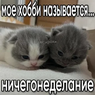 🌟 emoji Котики Telegram sticker 7 of 57