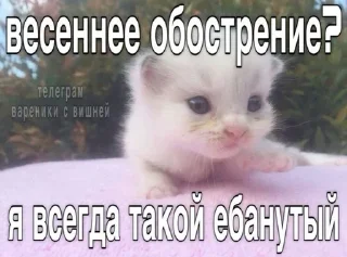 🌟 emoji Котики Telegram sticker 5 of 57