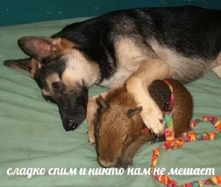 Sticker from Капибары