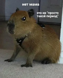 ⚫️ emoji капибары капибары Telegram sticker 18 of 76