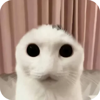 🐱 emoji СТАРЫЙ БОГ Telegram sticker 12 of 30