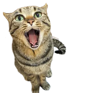 🐱 emoji SXUNDMANE фан Telegram sticker 23 of 86